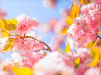 Girona, temps de flors